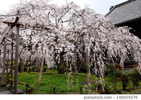 Bishamondo Temple's main hall and a weeping cherry tree in full bloom, Yamashina Ward, Kyoto City. Bishamondo Temple's main hall and a weeping cherry tree in full bloom, Yamashina Ward, Kyoto City. 140859376