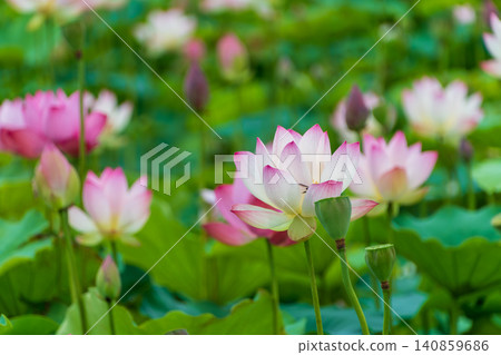 夏日池塘裡盛開著美麗的粉紅色蓮花。 夏日池塘裡盛開著美麗的粉紅色蓮花。 140859686