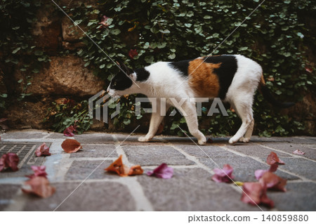 Cat Exploring Among Falling Trumpet Vine Petals 140859880