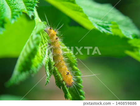 Caterpillar larva Caterpillar larva 140859886