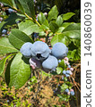 A vibrant close-up captures a ripe cluster of plump blueberries hanging from a leafy shrub branch, showcasing their dusty blue skin and natural freshness 140860039