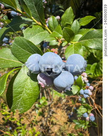 A vibrant close-up captures a ripe cluster of plump blueberries hanging from a leafy shrub branch, showcasing their dusty blue skin and natural freshness A vibrant close-up captures a ripe cluster of plump blueberries hanging from a leafy shrub branch, showcasing their dusty blue skin and natural freshness 140860039