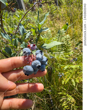 A hand gently holds a sun-drenched cluster of ripe, dusty blue blueberries directly from the bush, showcasing the bounty of a summer garden harvest A hand gently holds a sun-drenched cluster of ripe, dusty blue blueberries directly from the bush, showcasing the bounty of a summer garden harvest 140860040