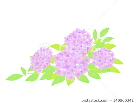 Pink hydrangea illustration 140860341