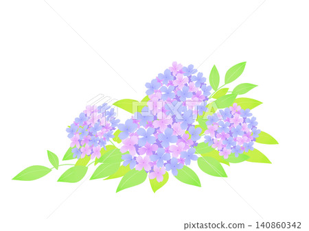 Illustration of blue and pink hydrangeas Illustration of blue and pink hydrangeas 140860342