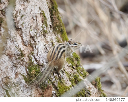 Chipmunk Chipmunk 140860377