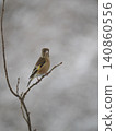 Kawarahiga 140860556