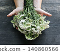 Hands Holding Bunch of Yarrow Flowers 140860566