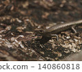 Ogasawara lizard 140860818