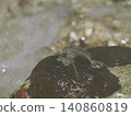 Goby 140860819