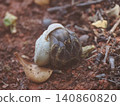 Hermit crab 140860820