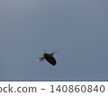 Carpenter bee 140860840