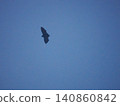 Ogasawara flying bat 140860842