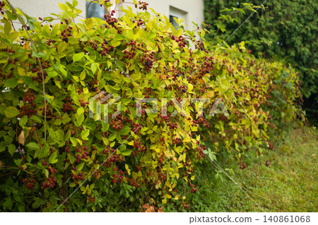 Fresh organic blackberries ripening on branch in summer garden Fresh organic blackberries ripening on branch in summer garden 140861068