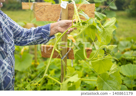 Close up of farmer hands caring for cucumber plants in garden Close up of farmer hands caring for cucumber plants in garden 140861179
