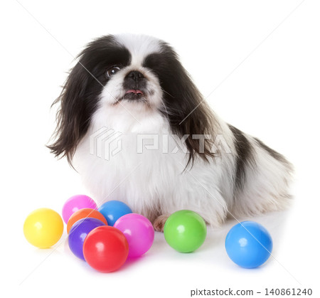 Pekingese dog in studio Pekingese dog in studio 140861240