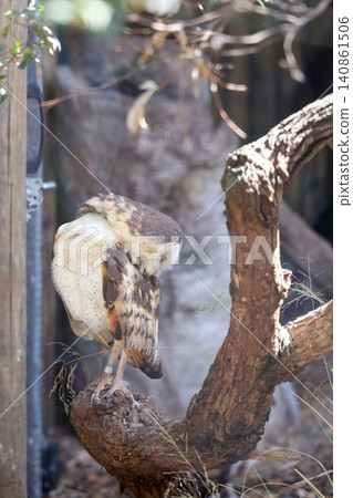 Barn Owl Perching on Branch with Eyes Closed in Peaceful Resting Pose Barn Owl Perching on Branch with Eyes Closed in Peaceful Resting Pose 140861506