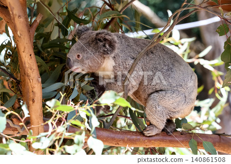 Wild Koala Climbing Eucalyptus Branch Looking at Camera with Green Leaf Background 140861508