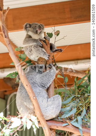 Mother Koala Carrying Baby Joey on Back While Climbing Eucalyptus Branch Mother Koala Carrying Baby Joey on Back While Climbing Eucalyptus Branch 140861509