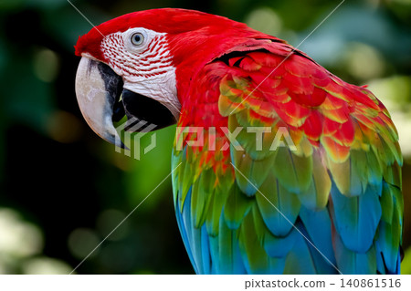 Scarlet Macaws Perching on Branch with Green Bokeh Background Scarlet Macaws Perching on Branch with Green Bokeh Background 140861516