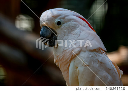 Close-Up Portrait of Moluccan Cockatoo with Pink Feathers and Dark Background Close-Up Portrait of Moluccan Cockatoo with Pink Feathers and Dark Background 140861518
