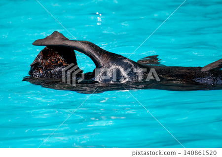 Sea Lion Swimming Gracefully in Clear Turquoise Blue Water Sea Lion Swimming Gracefully in Clear Turquoise Blue Water 140861520