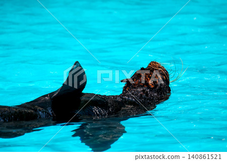 Sea Lion Swimming Gracefully in Clear Turquoise Blue Water Sea Lion Swimming Gracefully in Clear Turquoise Blue Water 140861521