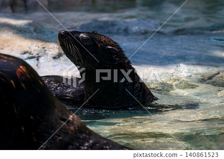 Wet Sea Lion Emerging from Water with Rocky Background in Dramatic Lighting Wet Sea Lion Emerging from Water with Rocky Background in Dramatic Lighting 140861523