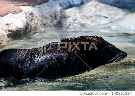 Wet Sea Lion Emerging from Water with Rocky Background in Dramatic Lighting Wet Sea Lion Emerging from Water with Rocky Background in Dramatic Lighting 140861524