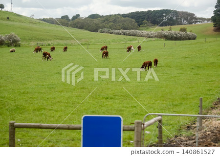 Herd of Hereford Cattle Grazing on Lush Green Pasture with Rolling Hills and Farmgate Herd of Hereford Cattle Grazing on Lush Green Pasture with Rolling Hills and Farmgate 140861527