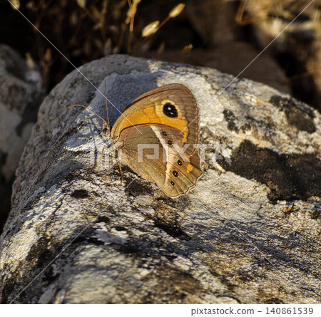 A Spanish gatekeeper butterfly rests on a textured stone under sunlight in its natural Mediterranean setting. The butterfly shows colors typical of the species. 140861539