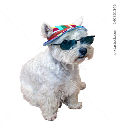 A white West Highland Terrier dog sits down wearing dark sunglasses and a bright striped sun hat. The background is completely white, highlighting the dog's stylish look. A white West Highland Terrier dog sits down wearing dark sunglasses and a bright striped sun hat. The background is completely white, highlighting the dog's stylish look. 140861546