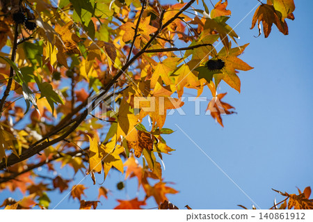 Beautiful autumn foliage of street trees Beautiful autumn foliage of street trees 140861912