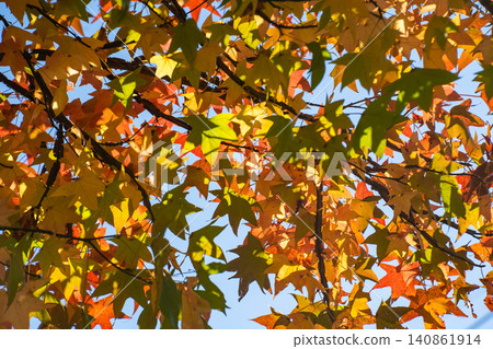 Branches and leaves of colored maple leaves Branches and leaves of colored maple leaves 140861914