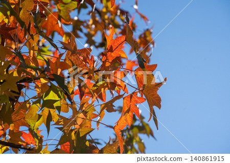 Beautiful autumn leaves Beautiful autumn leaves 140861915