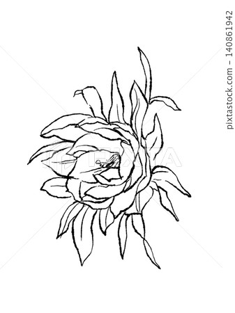 A hand-drawn line art illustration of blooming night-blooming cereus flowers. A hand-drawn line art illustration of blooming night-blooming cereus flowers. 140861942