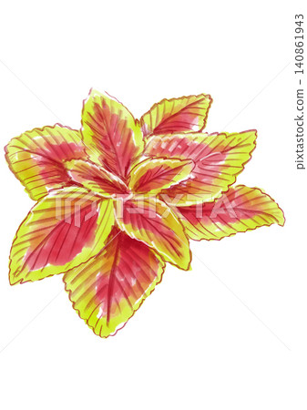 A hand-painted watercolor illustration of blooming coleus flowers. 140861943