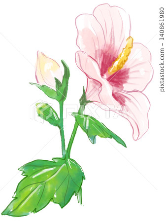 一幅手繪水彩插圖,描繪了盛開的扶桑花。 一幅手繪水彩插圖,描繪了盛開的扶桑花。 140861980