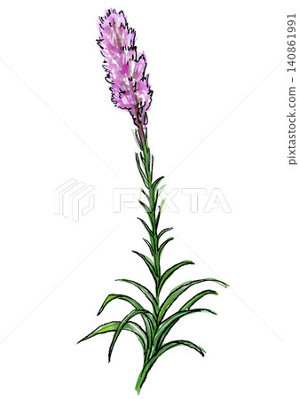 Hand-drawn line art and watercolor illustration of blooming liatris flowers Hand-drawn line art and watercolor illustration of blooming liatris flowers 140861991