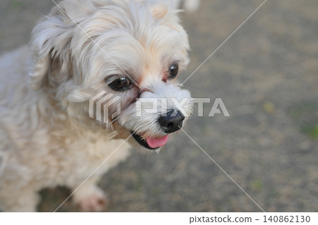 有淚痕的貴賓犬 140862130