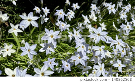 Star-shaped white flowers cover the ground. Star-shaped white flowers cover the ground. 140862568