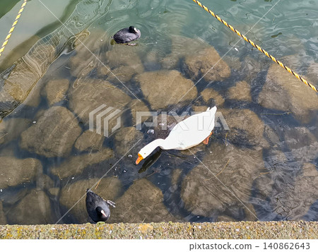 在琵琶湖大津港附近,一群大雁正在追逐白骨頂雞。 在琵琶湖大津港附近,一群大雁正在追逐白骨頂雞。 140862643