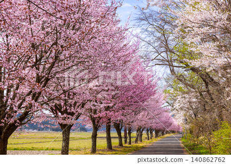 A row of cherry trees in full bloom along the lakeside road on the southern shore of Lake Inawashiro in Hamaji, Konan-machi, Koriyama City, Fukushima Prefecture. A row of cherry trees in full bloom along the lakeside road on the southern shore of Lake Inawashiro in Hamaji, Konan-machi, Koriyama City, Fukushima Prefecture. 140862762