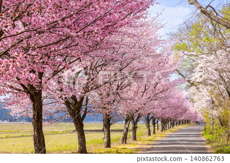 A row of cherry trees in full bloom along the lakeside road on the southern shore of Lake Inawashiro in Hamaji, Konan-machi, Koriyama City, Fukushima Prefecture. A row of cherry trees in full bloom along the lakeside road on the southern shore of Lake Inawashiro in Hamaji, Konan-machi, Koriyama City, Fukushima Prefecture. 140862763