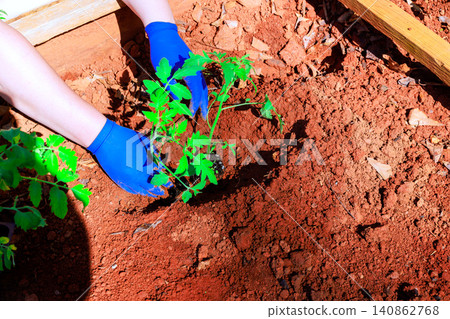 Gardener hands with blue gloves place small tomato plant into rich brown soil in garden. 140862768