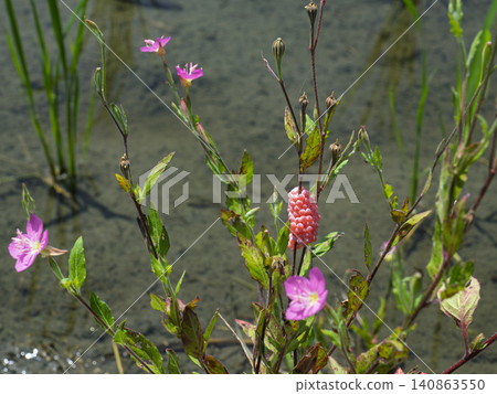 Pink eggs lurking by the water's edge and the colors of early summer Pink eggs lurking by the water's edge and the colors of early summer 140863550