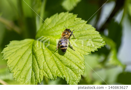 A large yellow bee is resting on a green leaf A large yellow bee is resting on a green leaf 140863627