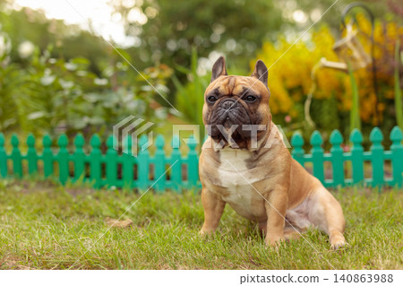 French bulldog sit on a grass in a summer day. French bulldog sit on a grass in a summer day. 140863988