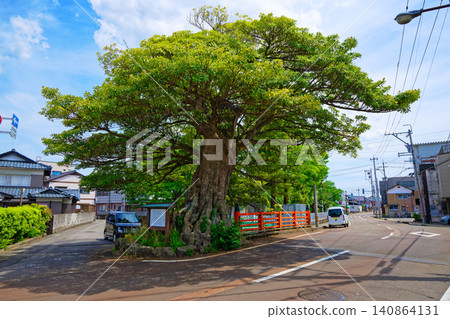 Maruoka Town - Machilus thunbergii Maruoka Town - Machilus thunbergii 140864131