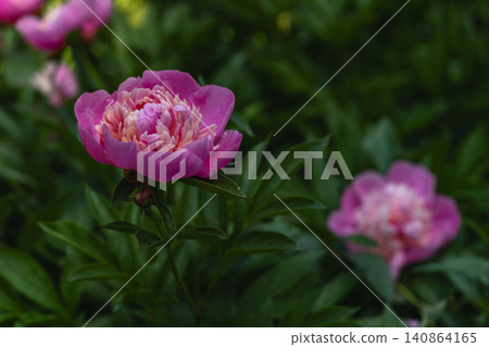 Bright pink peonies bloom in a garden during spring time hours Bright pink peonies bloom in a garden during spring time hours 140864165